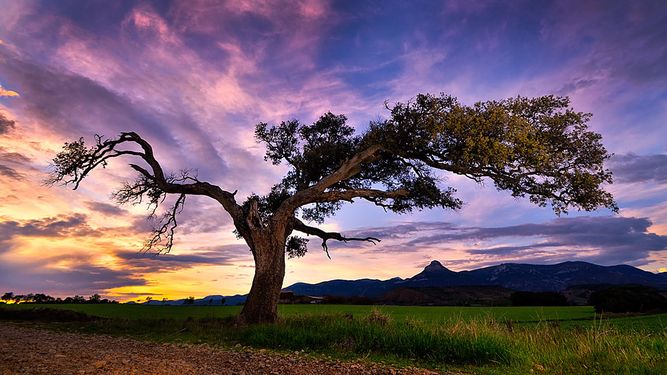 28 de junio: Día Mundial del Árbol 2023