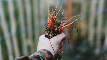 invierno en la huerta: tareas para su cuidado