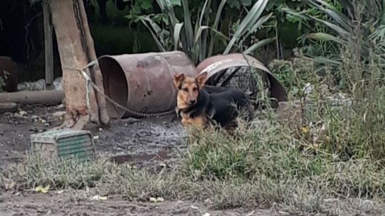 Uno de los animales encontrados en el predio..