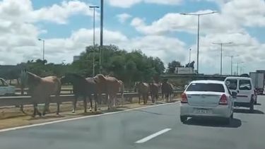 Los caballos caminaron por la banquina de la Panamericana.