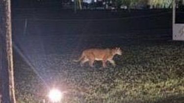 el puma volvio a las andanzas: fue divisado en altos de campo grande