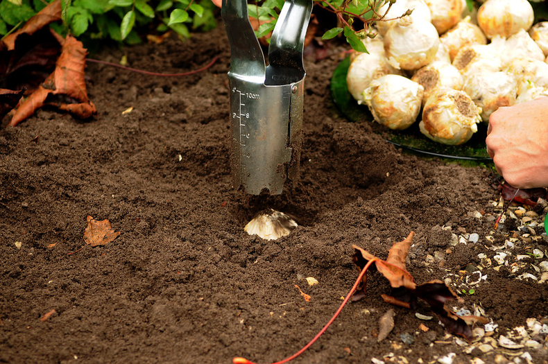 Cultivar y cuidar los bulbos. (pilaradiario.com)..png
