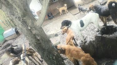 Más de 30 perros en condiciones de hacinamiento fueron rescatados en la propiedad allanada.&nbsp; &nbsp;