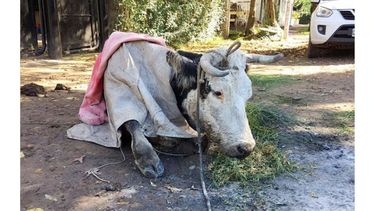 Los vecinos la curaron y alimentaron. .