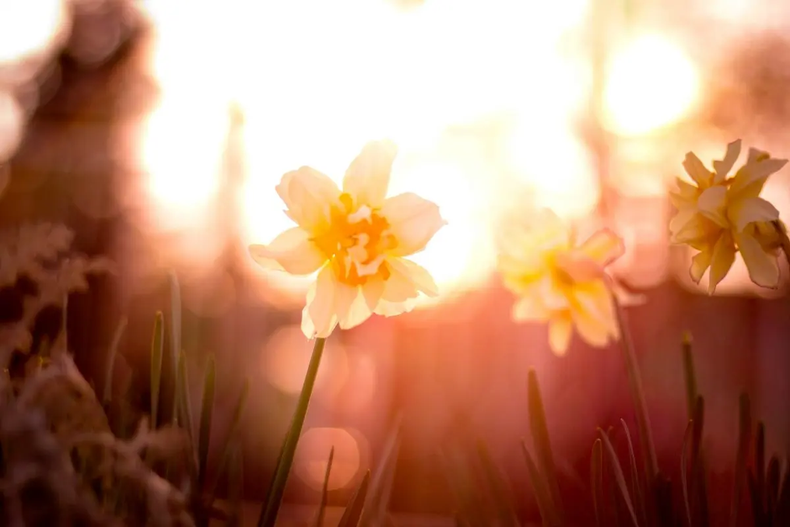 La primavera comienza con el equinoccio. (animalpolitico.com).