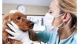 PREVENCIÓN. Una visita periódica al veterinario ahorra problemas..