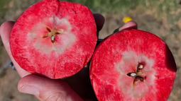 Roja por fuera, roja por dentro: la manzana que quiere cambiarlo todo Roja por fuera, roja por dentro: la manzana que quiere cambiarlo todo