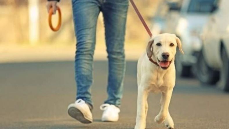 PASEAR EL PERRO. La excusa que más exponen los que rompen la cuarentena. .