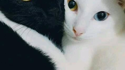 ¡Alerta Halloween! El motivo por el que hay que cuidar a los gatos negros y blancos