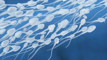 un estudio revelo que las olas de calor pueden reducir la fertilidad masculina