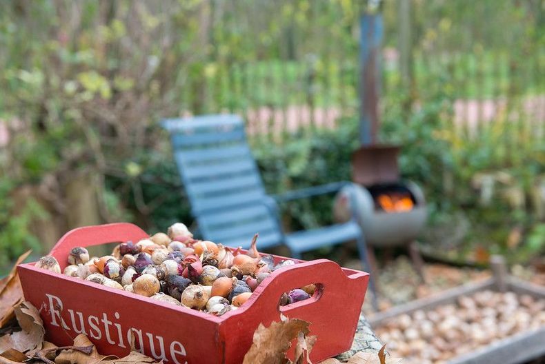 Consejos sobre bulbos para plantar en otoño. Foto. Pinterest..jpg
