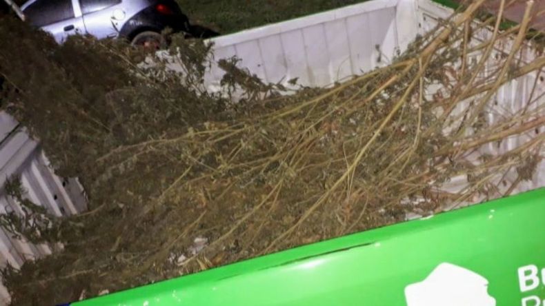 Las plantas que intentó llevarse el detenido..