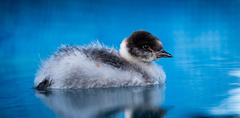 El Macá Tobiano, cuya conservación está bajo amenaza. (Aves Argentinas).jpg