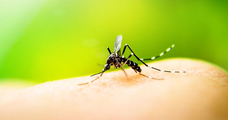 Consejos para protegerse de los mosquitos. (lefigaro.fr)..jpg