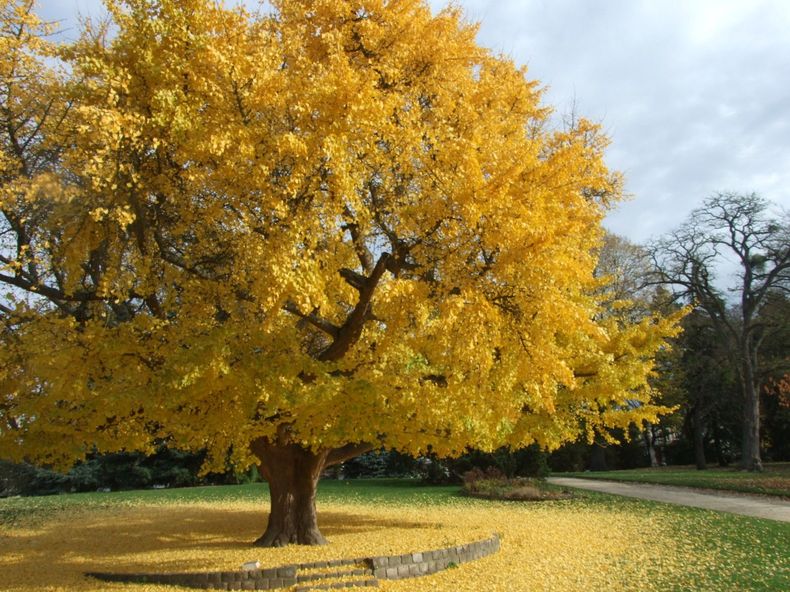 Ginkgo Biloba. (Pinterest)..jpg