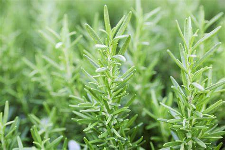 Es una de las plantas aromáticas más populares de Argentina. (The Spruce)..png
