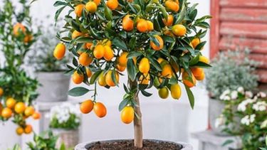 el quinoto: el arbol ideal para trabajar la paciencia