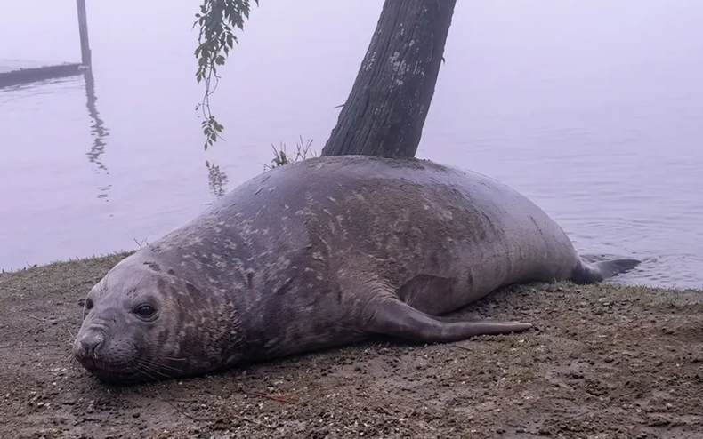 En horas de la noche el animal volvió al agua y su rastro se perdió.