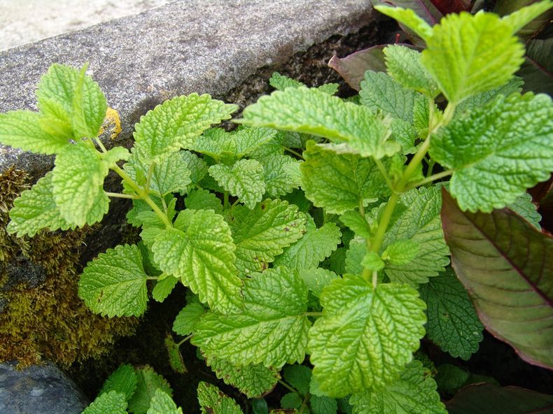La Melisa es la planta medicinal de Leo. (blogspot.com.ar)..jpg