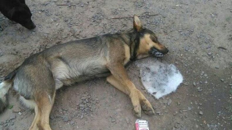 SIN PIEDAD. Vecinos del centro de Villa Rosa alertaron por crimen de mascotas. .