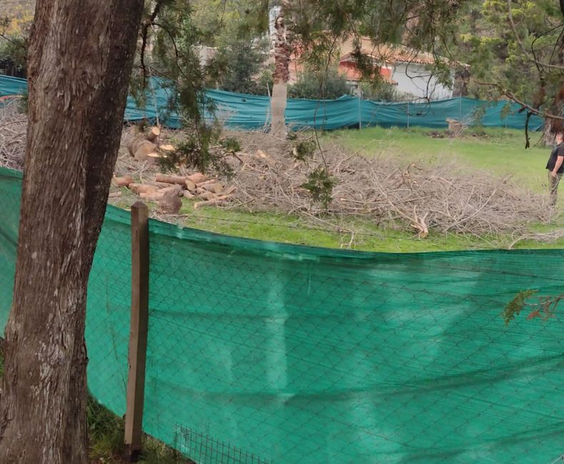 Están tirando un árbol que dicen seco en un terreno que no es propio. Homero, a media cuadra de ruta 8, Del Viso. En la foto se ve que no está seco. Y además daba piñas. Ya tiraron otros 4 el año pasado. Paren la masacre. María Carbone / @MVCarbone.