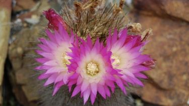 ¿en que consiste la polinizacion de cactus?