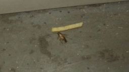 PLAGA. Los pasajeros toman fotos de los insectos y las comparten en las redes sociales..