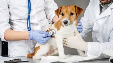 Los veterinarios, objeto de agresiones por parte de los dueños de los animales.