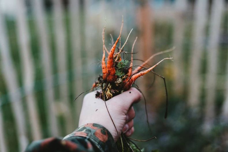 Tareas en la huerta durante el invierno. Foto: Unsplash..jpg
