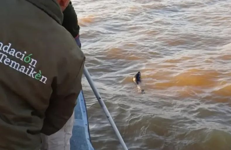El lobo marino fue rescatado por personal de Prefectura Naval Argentina y la Fundaci&oacute;n Temaik&eacute;n.