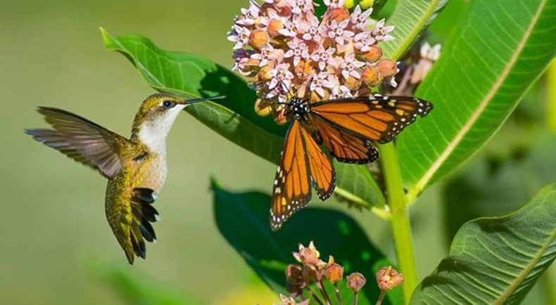¿Cómo crear un jardín de polinizadores? (revistalacampina.com)..png