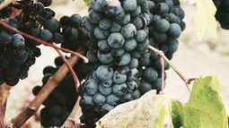 COMO HABLAR BIEN DE VINOS y SOBRE VINOS