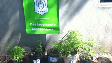 La detuvieron por tener plantación de marihuana en su casa