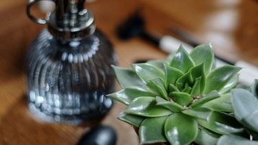 ¿como usar el alcohol como insecticida para tus suculentas?