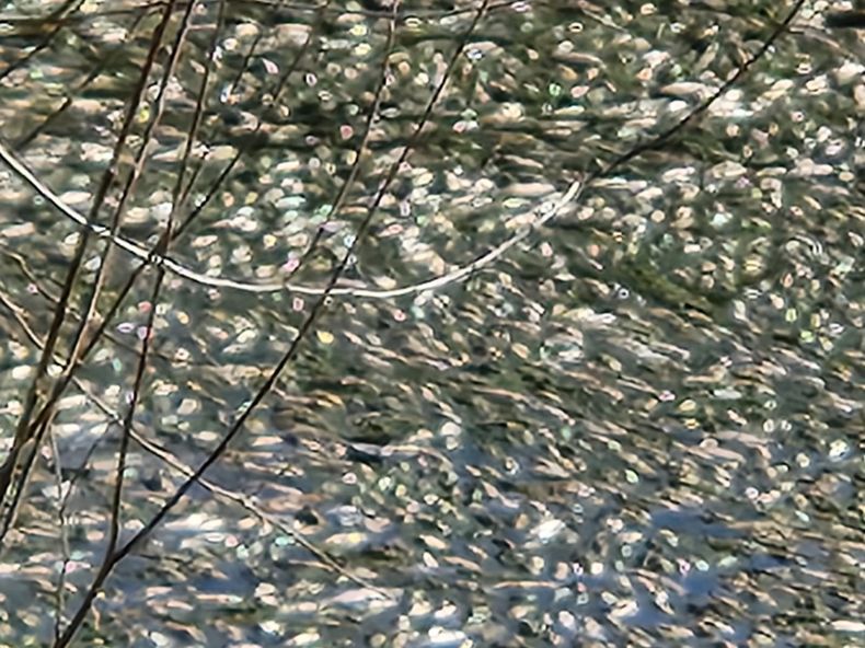 peces 2.jfif