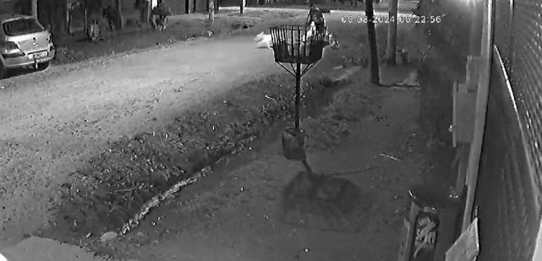La víctima fue atacada por cinco perros cuando caminaba hacia la parada del colectivo.&nbsp;