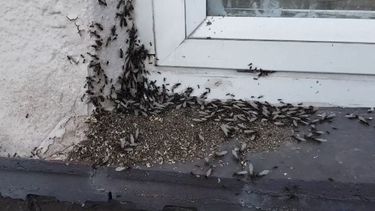 Las hormigas voladoras aparecieron en viviendas y también volando en enjambres en distintas zonas de Pilar. .