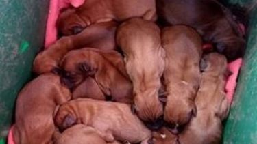 Abandonan a doce cachorros recién nacidos