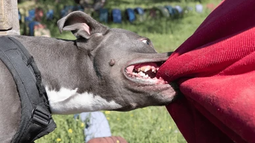 El denunciante y su mascota fueron atacados por dos Staffordshire Bull Terrier que se escaparon de la casa de un vecino. Foto ilustrativa. El denunciante y su mascota fueron atacados por dos Staffordshire Bull Terrier que se escaparon de la casa de un vecino. Foto ilustrativa.