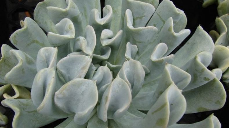 f800x450 114715_166161_5050.jpg