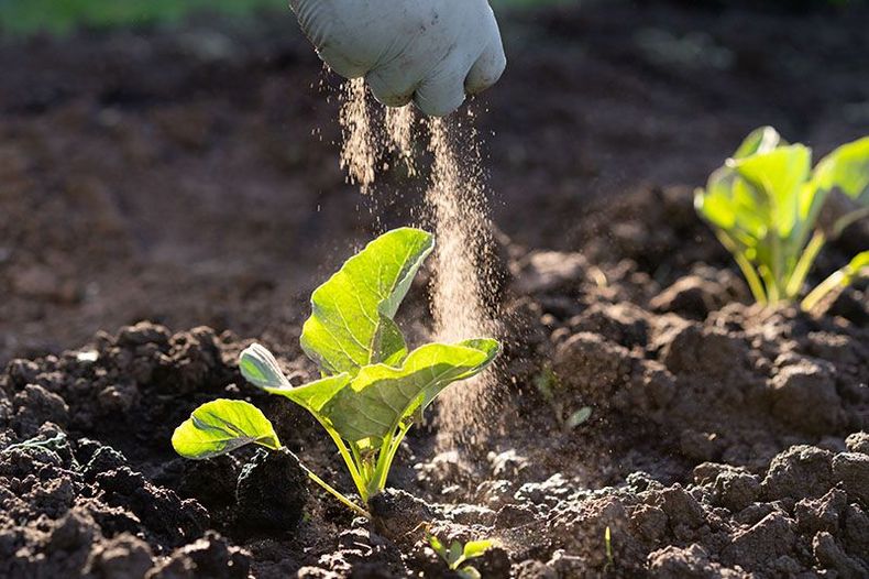 Enriquecer el suelo de la huerta. (hola.com).