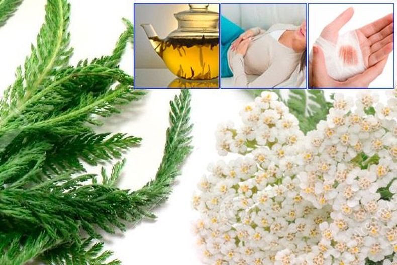 Beneficios y usos de la milenrama. (blogspot.com)..jpg