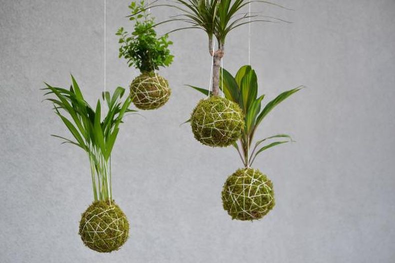 El taller de kokedama se realizará mañana en Pilará.