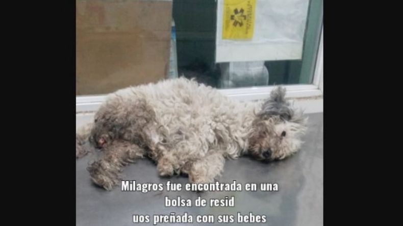 La publicación que informó sobre el caso (foto Cami Albornoz)..