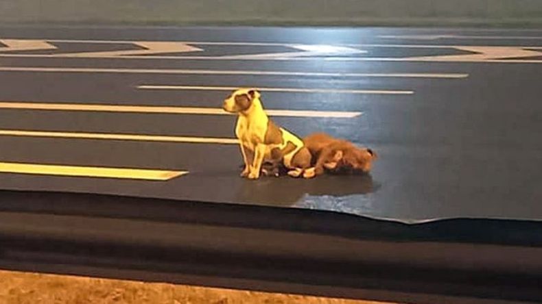 Foto en Panamericana altura Guido, Pilar. Gente, cuiden a sus mascotas, pónganle chapita, hay unas que son muy económicas. Amen y cuiden a sus mascotas. Sean responsables cuando deciden tener una mascota.No es solo tenerla y listo, tienen cuidados como alimentación, vacunas al día y veterinario. Seamos responsables. Flor Sbarbati rescató a la perrita hembra y ya está con su dueña. Pero la foto esta puesta también para que tomen conciencia de cuidar a sus perris. Perros Perdidos Pilar y Zona Norte P.P.P..