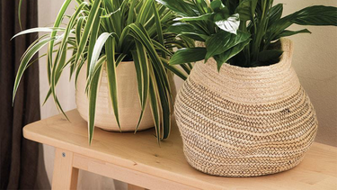 Plantas perfectas que absorben el calor y refrescan tu casa