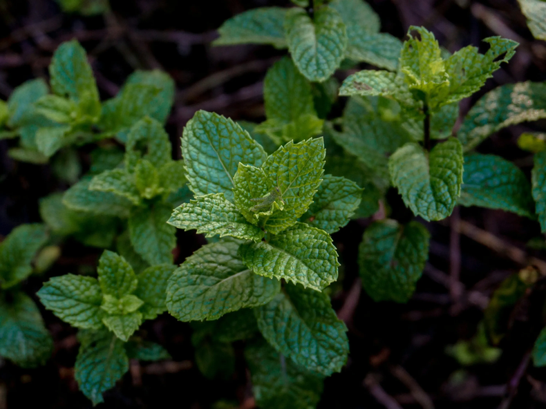 La huerta medicinal mejora tu salud y bienestar. (Pexels).png
