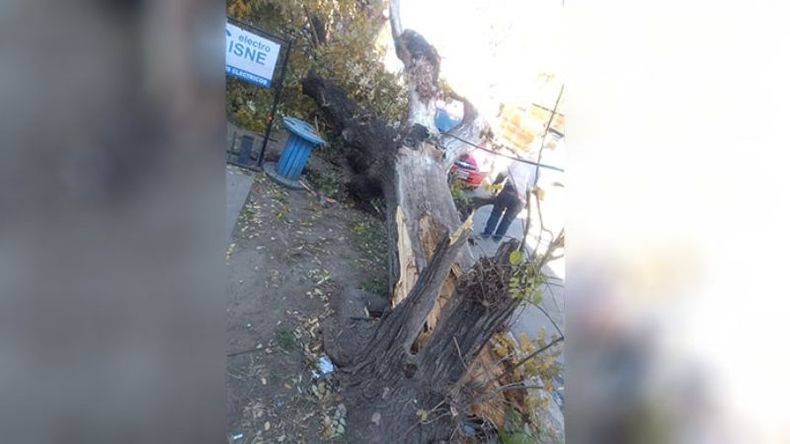Un colectivo tiró este árbol en Avenida Tomás Márquez 1350. Gracias a Dios sin víctimas ya que la gente que esperaba el colectivo logró correrse. Solo produjo daños en un auto parado. Eliel..