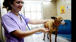 Las mejoras también alcanzan a los quirófanos donde se castran animales..