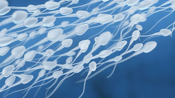 Un estudio reveló que las olas de calor pueden reducir la fertilidad masculina